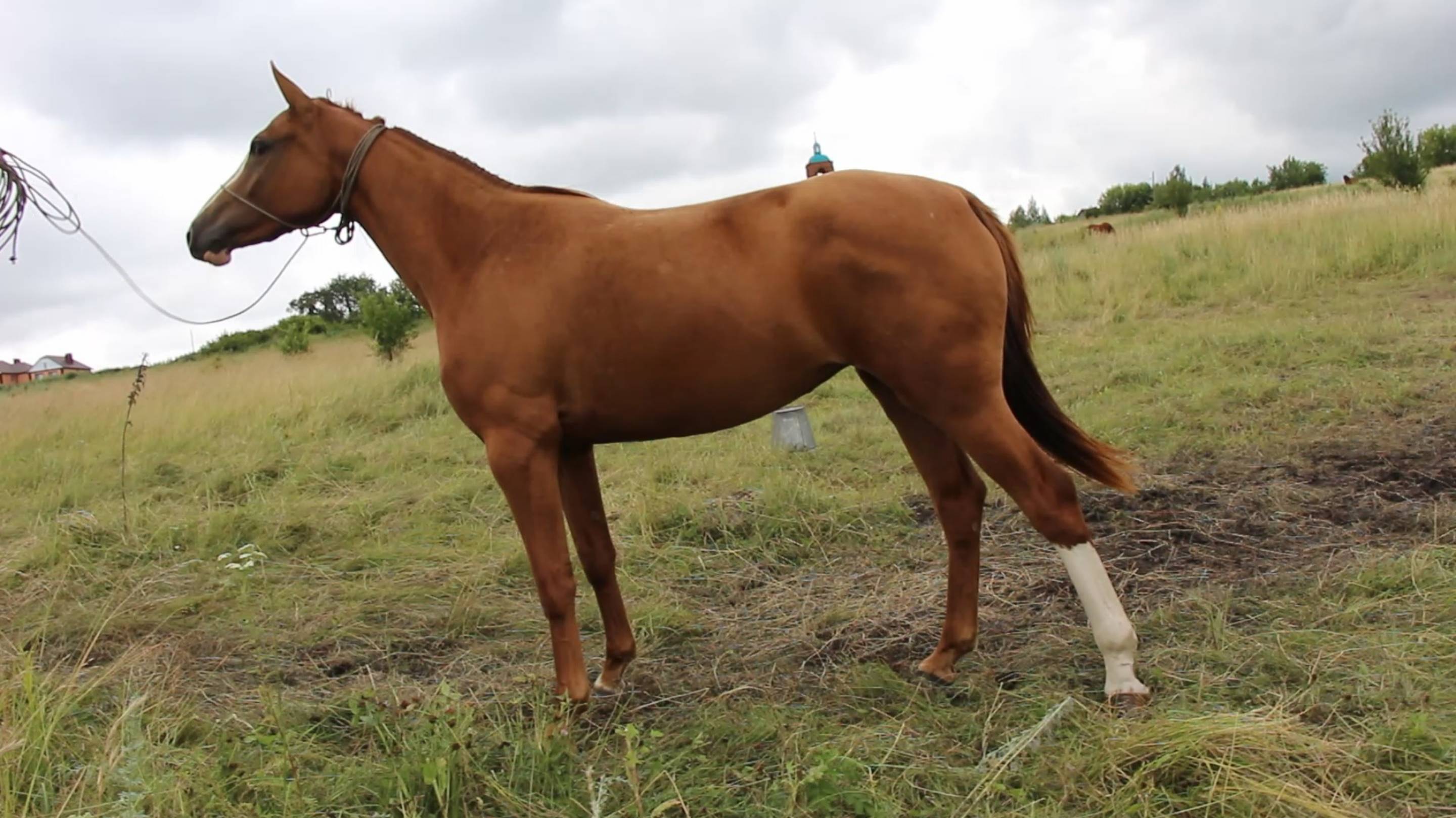 Предлагается к продаже великолепная будёновская кобыла Баскервиль , 2021 г.р., 171 см. в холке,