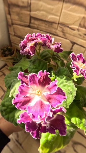 Фиалка СМ-Легенды Петербурга 19 10 25г