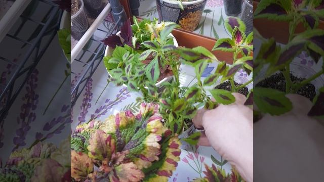 Спорт у колеусов- это не физкультура, как вы уже догадались, а спонтанная генетическая мутация.