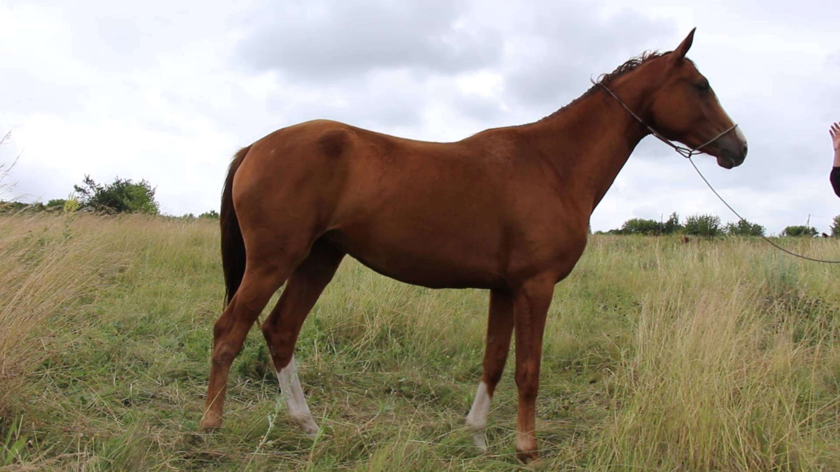 Предлагается на продажу будёновская кобыла БиБи.