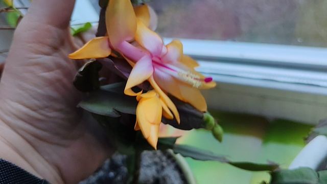 11-11-2025 декабрист зацвела