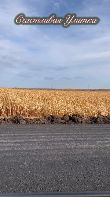 Осень за городом