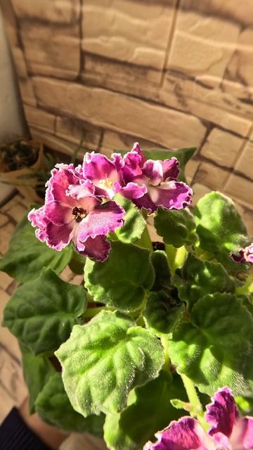 Фиалки ЕК Шанжан, СМ Легенды Петербурга, Dn Рахат Лукум 19 10 25г