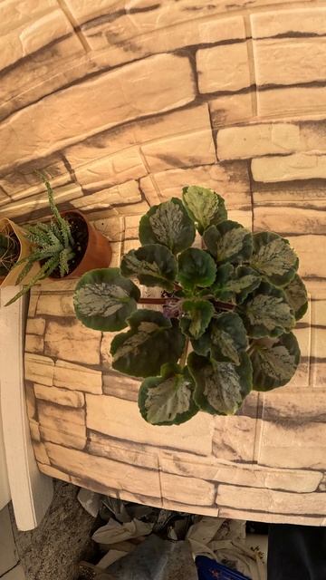 Фиалки Honey Blue Ace (H. Pittman), Фиалка ЛЕ-Мачо (спорт) и ПТ-Гензель 19 10 25г