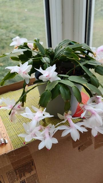 Буйство Декабриста