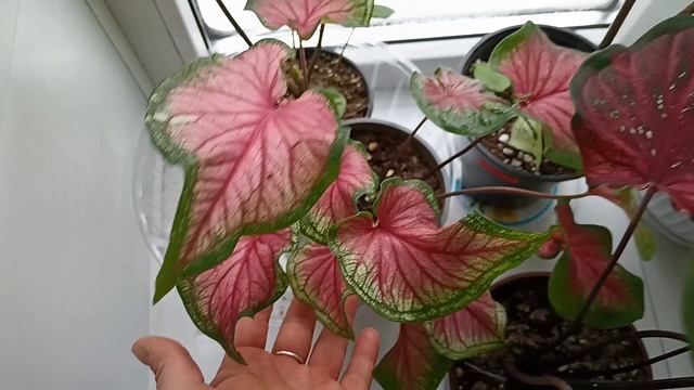 Каладиумы и гибискусы