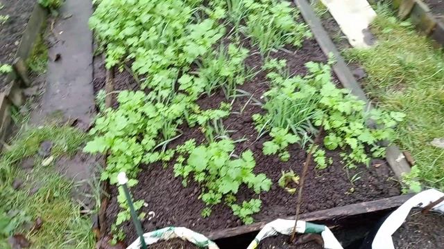 ОГОРОД В НОЯБРЕ.