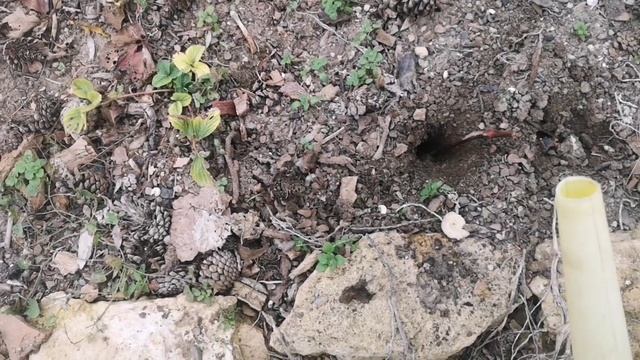 Просто и без заморочек: виноград из чубука