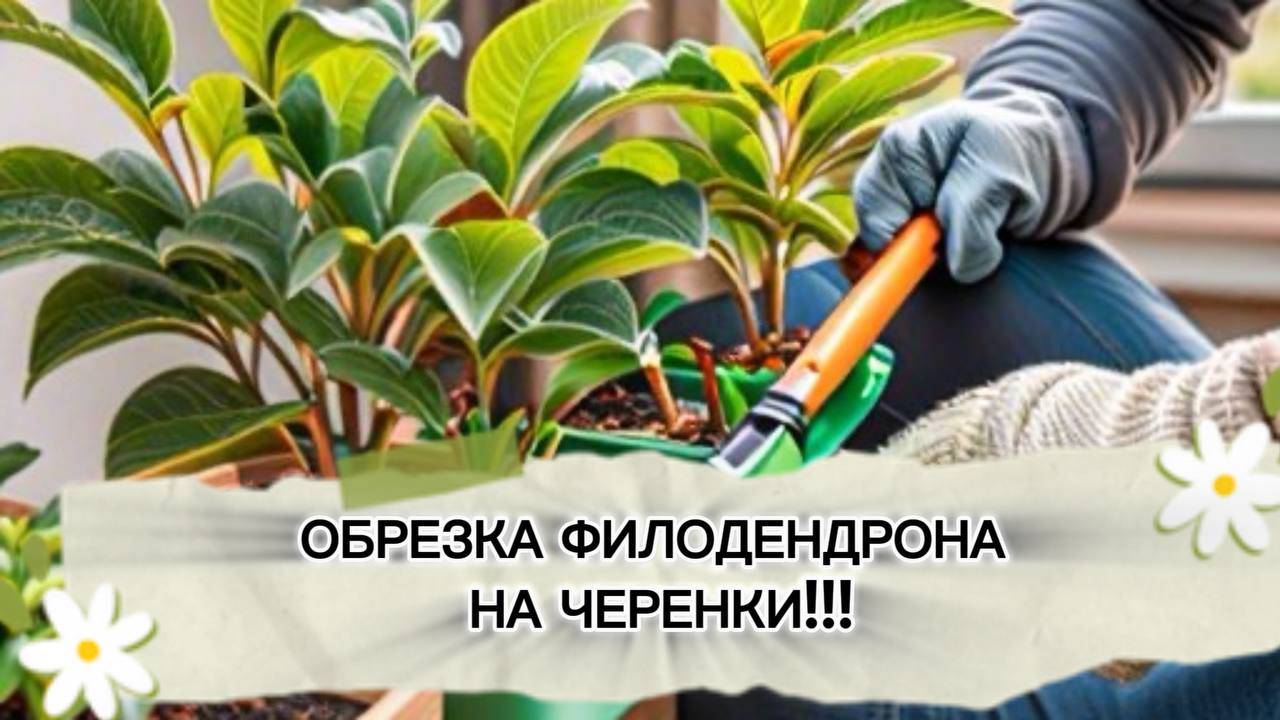 Обрезка (черенкование) филодендрона и что из этого вышло!!!