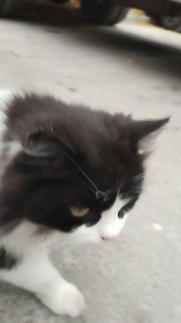 #кошка #котик #девочка #жизнь #любовь #питомец #животные #лайк #Интересно Очень классная😻💝