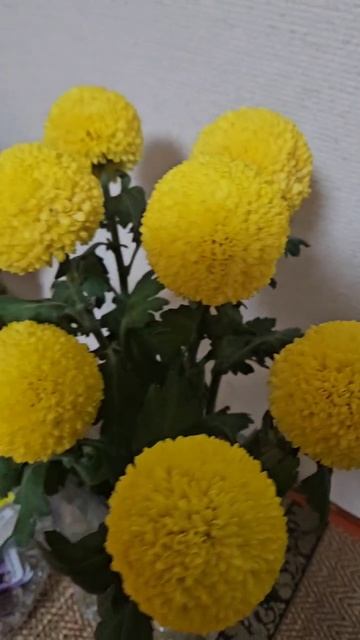 Осень наступила.....хризантемы цветут.....