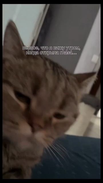 #смех #юмор #животные #кот #прикол #ржака #жиза