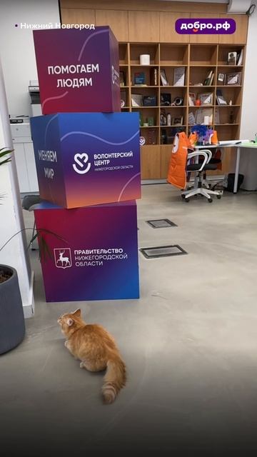 Кошка, спасённая из приюта Курской области, живёт у волонтёров