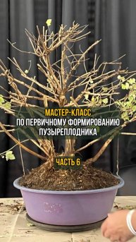 Мастер-класс по первичному формированию пузыреплодника. Часть 6