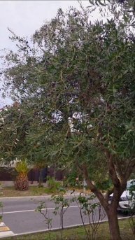 А так растут маслины в Сириусе😍