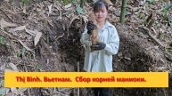 Thị Bình. Вьетнам. Сбор корней маниоки, растущей в дикой природе.