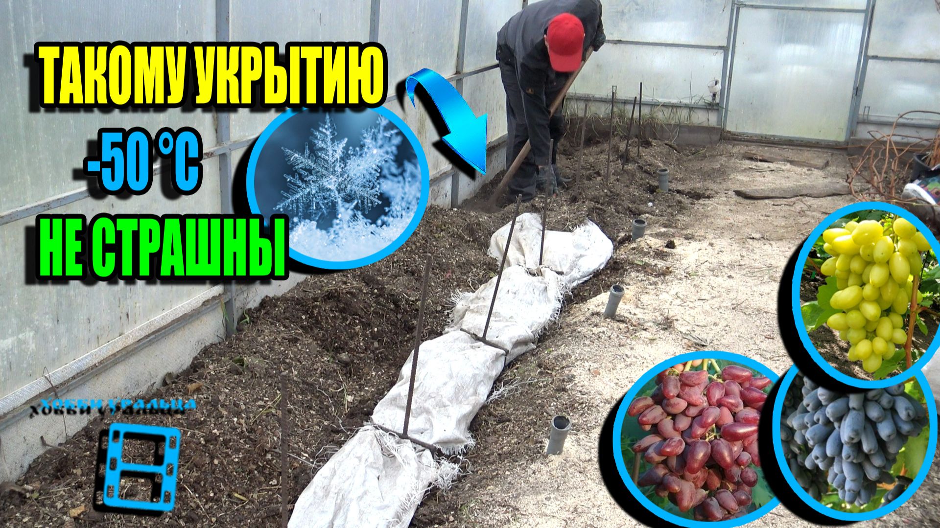 СУПЕР УКРЫТИЕ ВИНОГРАДА НА ЗИМУ С ЗАЩИТОЙ ОТ МОРОЗОВ ДО -50 °C. СЕВЕРНЫЙ ВИНОГРАДНИК 25-39