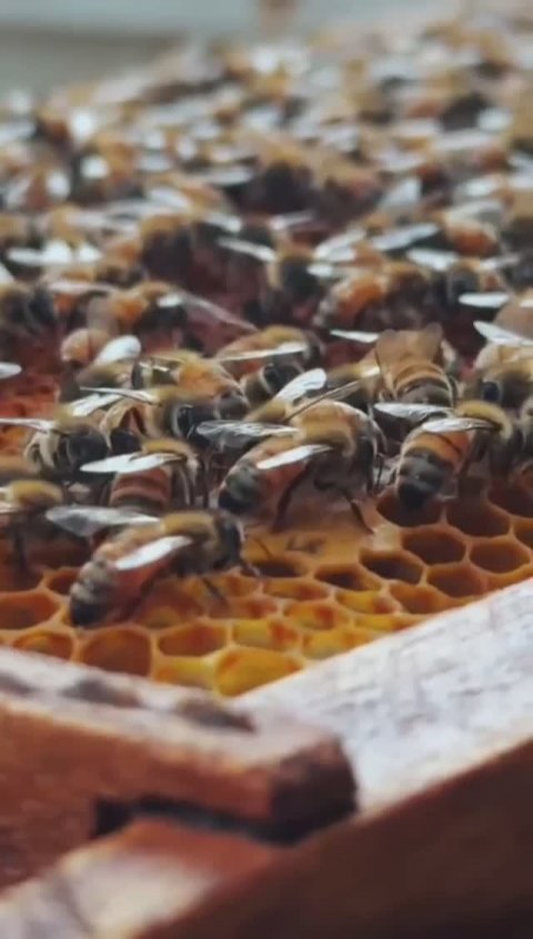 О чëм шепчут пчëлы #пчёлы #пчелы #жужжаниепчел #звукпчел #природазвучит #звукиприроды #мирнасекомых