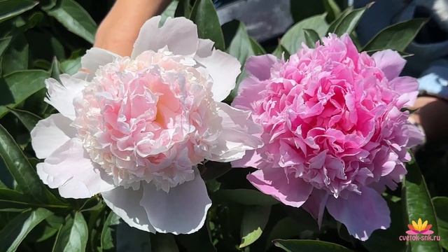 Кремово-розовый пион Mister Ed / Сад Ворошиловой