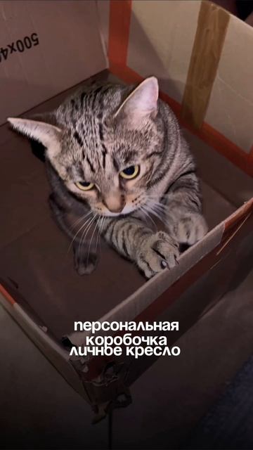 Шпроточка❤️ #шпротина #кошка