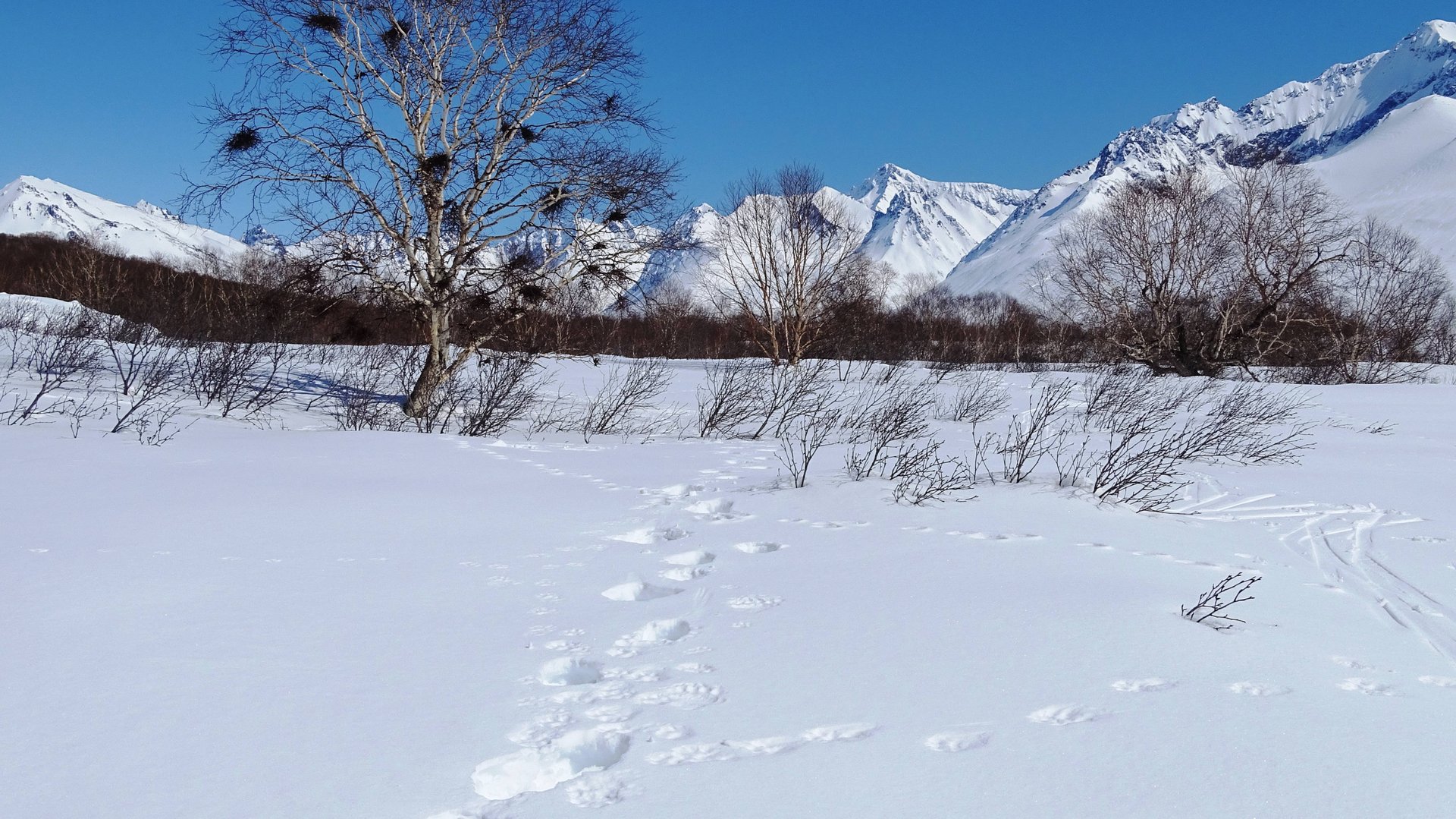 По медвежьим следам.