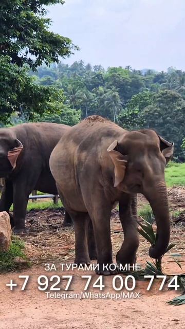 Шри-Ланка: бронируйте экскурсионные туры на остров! www.filatovtravel.ru +79277400774