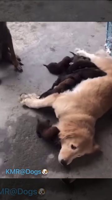 Наделал дел, теперь за супругу переживает😂