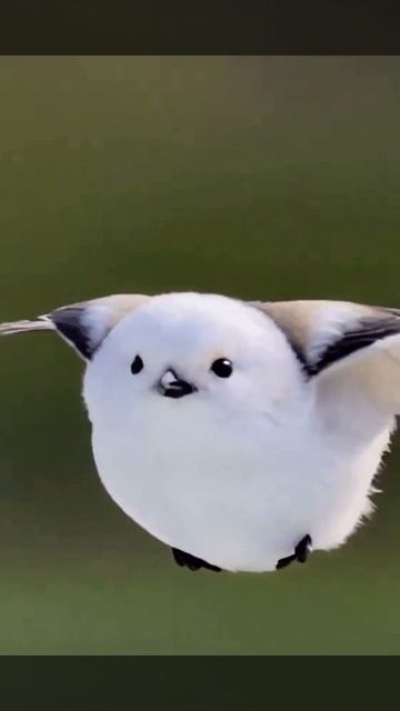 Красиво летит