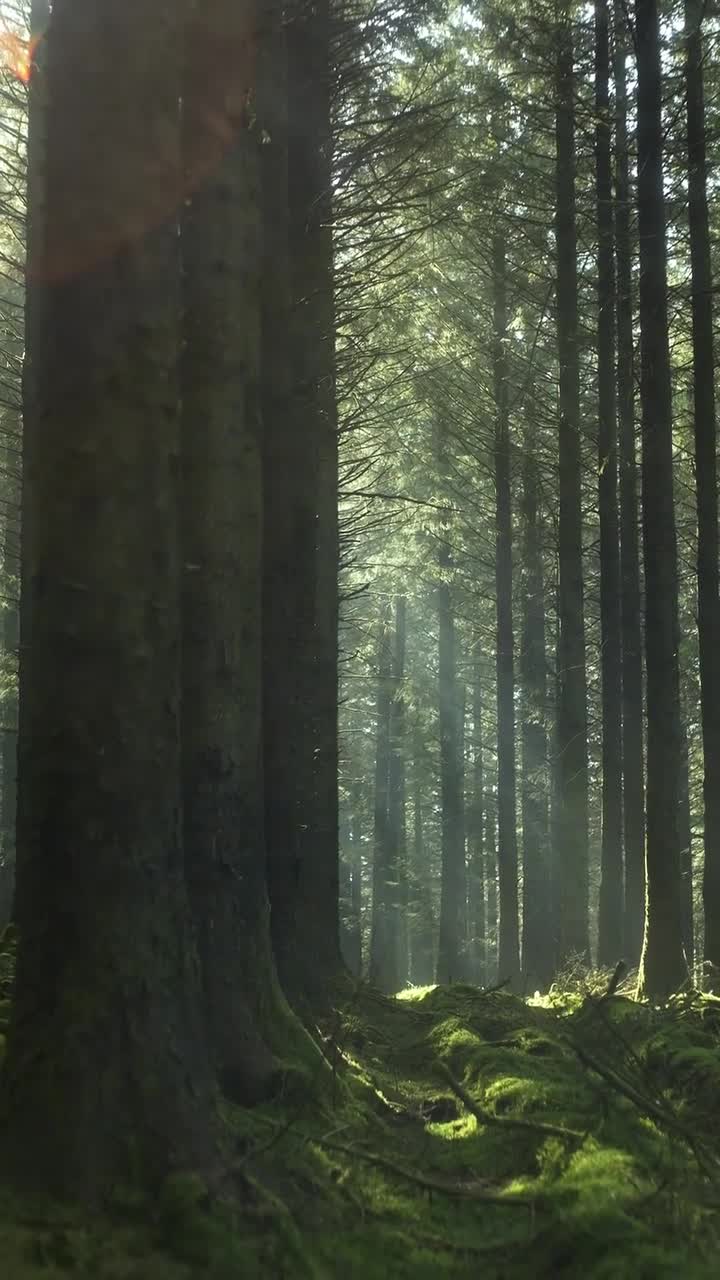 #англия #лес