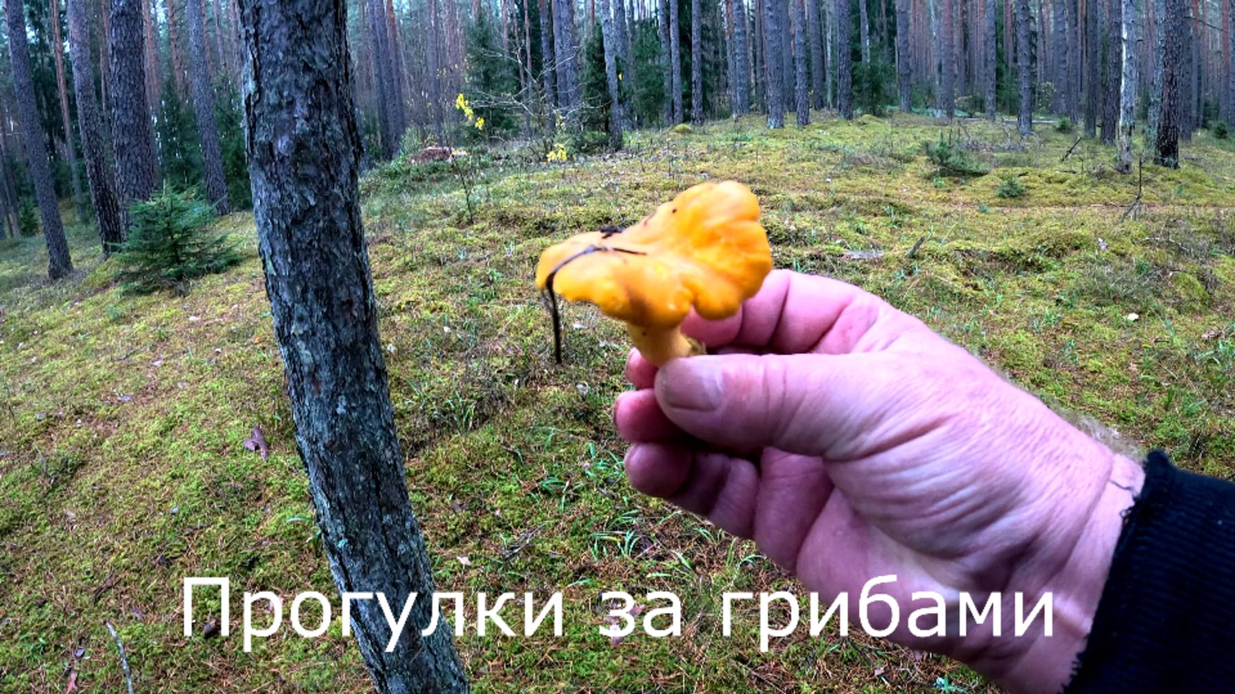 Проггулки за грибами. Приехал посмотреть лисичек в незнакомый лес.