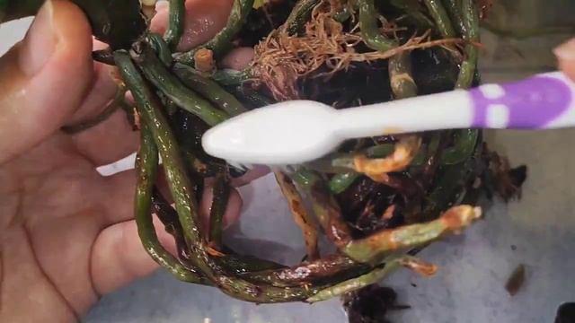 #135 ОрхоVLOG Перекись, хлоргексидин и лимонный сок при сегодняшней пересадке я использов