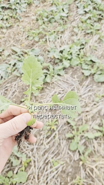 Как работать рострегуляторами на разнофазном рапсе #озимыйрапс #агроном #сельскоехозяйство