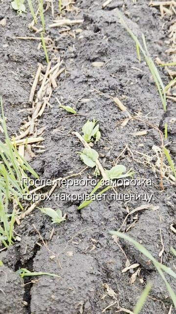 Как бороться с падалицей гороха в озимой пшенице #сорняки #агроном #сельскоехозяйство