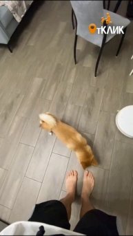 Только с разрешения хозяина!