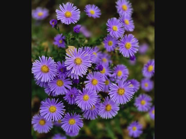 "ТРИ ПЬЕСЫ ДЛЯ ОСЕННЕГО СЕЗОНА".. (Фото Е. БЕЖИНОЙ (Рязань) - Дуэт Баянистов А. ШАЛАЕВ и Н. КРЫЛОВ)