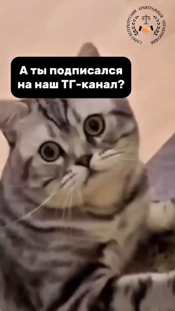 Есть долги? Подпишитесь на наш ТГ-канал! Всё о законном списании долгов без сложных терминов