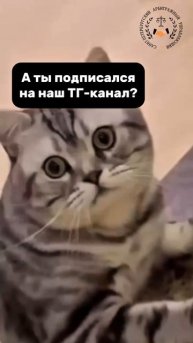 Есть долги? Подпишитесь на наш ТГ-канал! Всё о законном списании долгов без сложных терминов