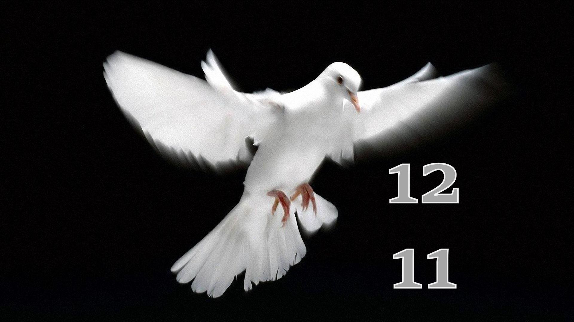 12.11.2025 - Прямая трансляция ст.Елизаветинская