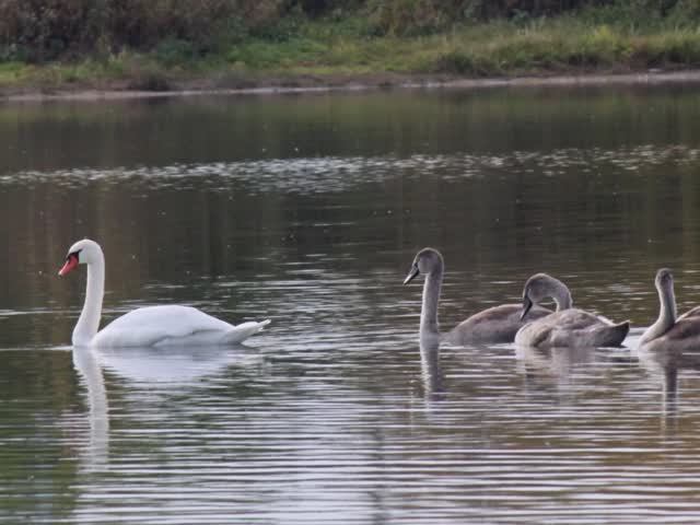 "НЕСКОЛЬКО ОСЕННИХ МГНОВЕНИЙ"... (Фото Светланы НЕЧВАЛЬ (Глазов), музыка Фредди ХАББАРДА (США))