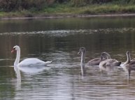"НЕСКОЛЬКО ОСЕННИХ МГНОВЕНИЙ"... (Фото Светланы НЕЧВАЛЬ (Глазов), музыка Фредди ХАББАРДА (США))