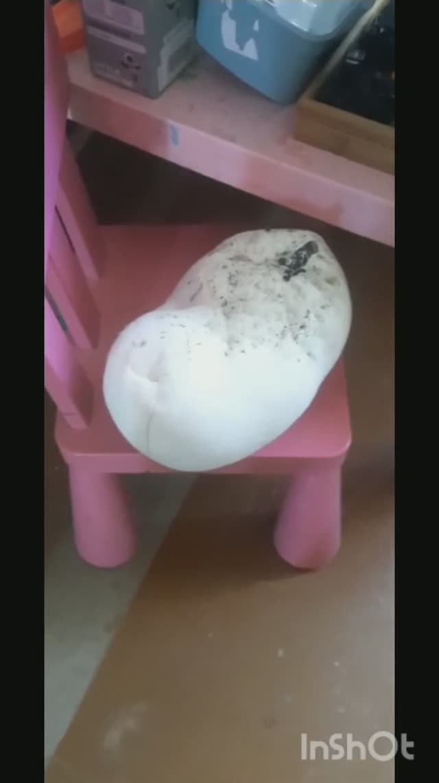 Гриб головач гигантский. Внук нашёл у себя на огороде.