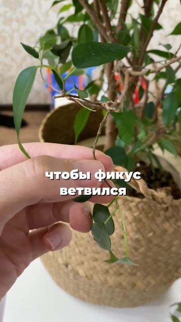 Формирующая обрезка фикуса 🪴