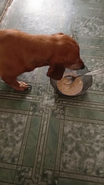 1000008474.mp4 Людям без чувства юмора не смотреть !