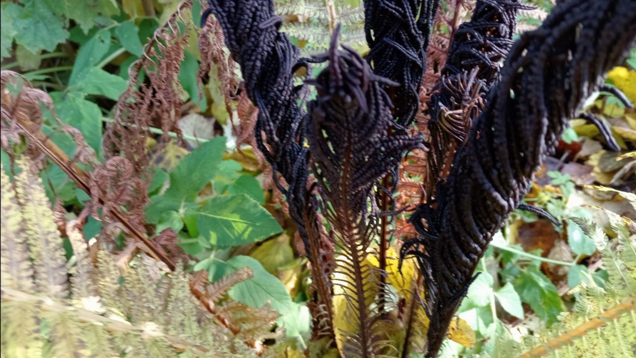 ОСТАНОВИТЕ ЗЕМЛЮ, Я СОЙДУ.