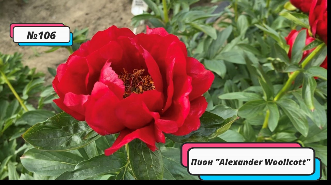 Межвидовой гибрид "Alexander Woollcott"/Сад Ворошиловой
