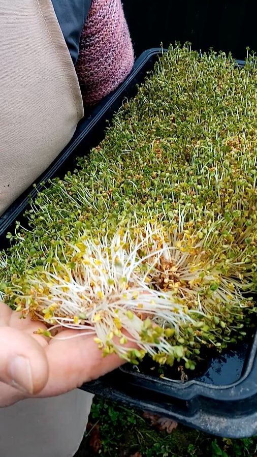 Специальная ДОБАВКА для кур.