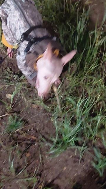 Любимый мой клён!