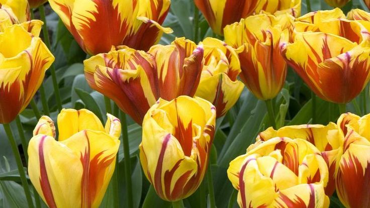 2025-11-13 Получила на Валберис луковицы тюльпанов. Хочу хранить до весны, а потом высадить.