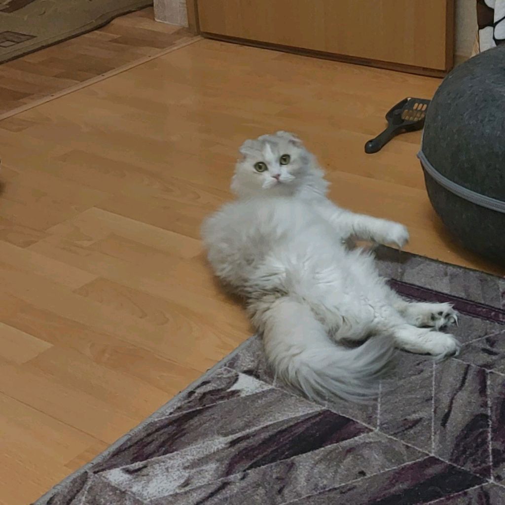 играю в роблокс