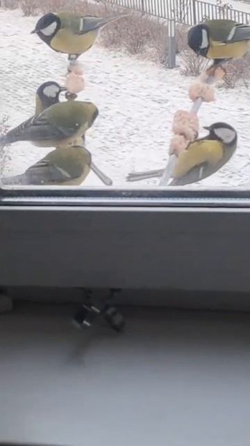 Синички на прикорме😊